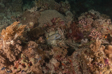 Coral reef and water plants at the Tubbataha Reefs, Philippines
