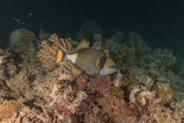 Fish swim at the Tubbataha Reefs national park Philippines
