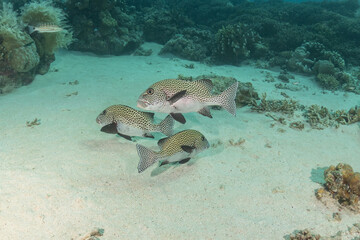 Fish swim at the Tubbataha Reefs national park Philippines
