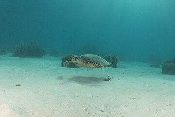 Fish swim at the Tubbataha Reefs national park Philippines
