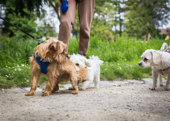 Walking dogs on a leash with people in the park.