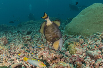 Fish swim at the Tubbataha Reefs national park Philippines
