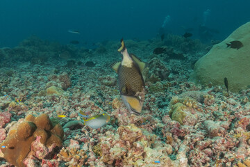 Fish swim at the Tubbataha Reefs national park Philippines

