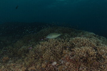 Fish swim at the Tubbataha Reefs national park Philippines

