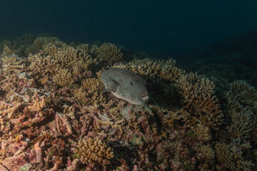 Fish swim at the Tubbataha Reefs national park Philippines
