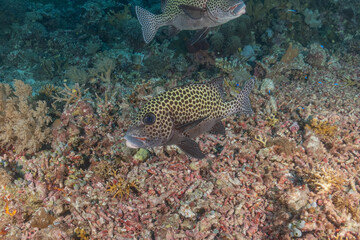 Fish swim at the Tubbataha Reefs national park Philippines
