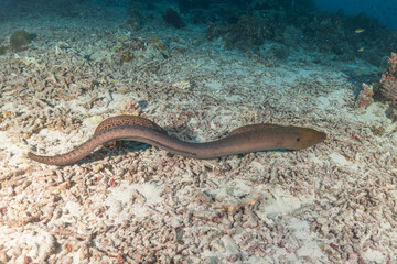 Moray eel Mooray lycodontis undulatus at the Tubbataha reef Philippines
