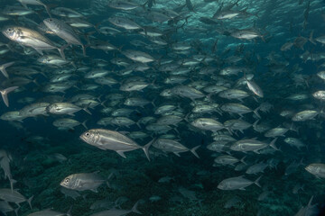 Fototapeta premium Fish swim at the Tubbataha Reefs national park Philippines 