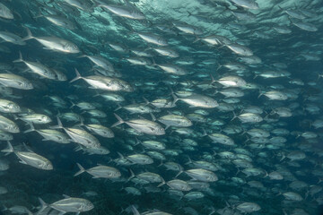 Fish swim at the Tubbataha Reefs national park Philippines
