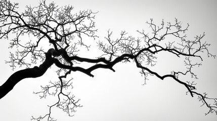 Monochrome image of tree branches silhouetted against the sky