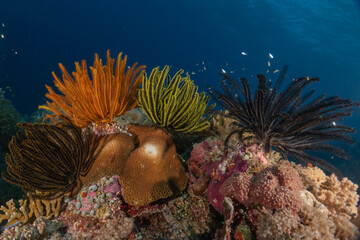 Coral reef and water plants at the Tubbataha Reefs, Philippines
