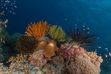 Coral reef and water plants at the Tubbataha Reefs, Philippines
