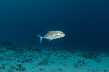 Fish swim at the Tubbataha Reefs national park Philippines
