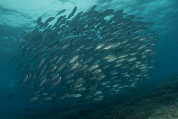 Fish swim at the Tubbataha Reefs national park Philippines
