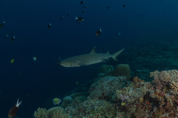 Thresher Shark swimming at the Tubbataha Reefs Philippines
