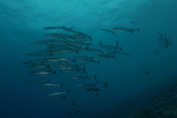 Fish swim at the Tubbataha Reefs national park Philippines
