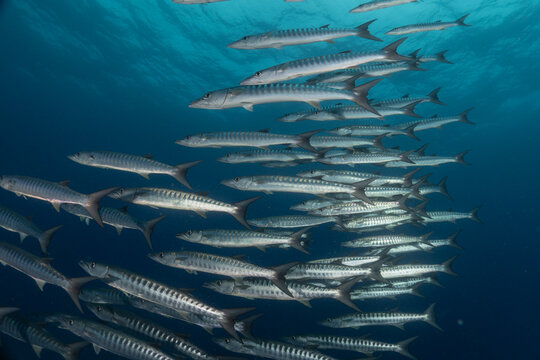 Fish swim at the Tubbataha Reefs national park Philippines
