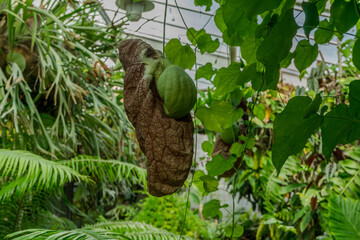 Botanical garden of Kosice in Slovakia