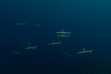 Thresher Shark swimming at the Tubbataha Reefs Philippines
