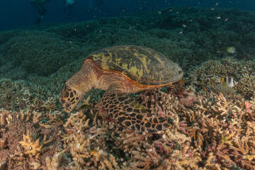 Obraz premium Hawksbill sea turtle at the Tubbataha Reefs national park Philippines 