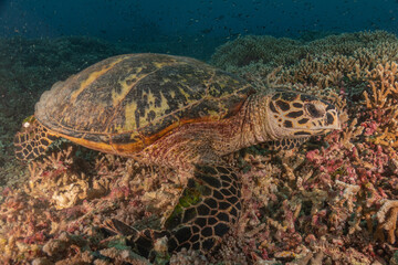Obraz premium Hawksbill sea turtle at the Tubbataha Reefs national park Philippines 