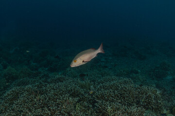 Fish swim at the Tubbataha Reefs national park Philippines
