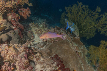 Fish swim at the Tubbataha Reefs national park Philippines
