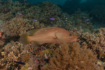 Fish swim at the Tubbataha Reefs national park Philippines
