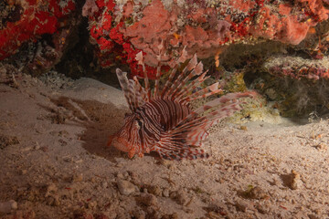 Lion-fish in the Sea of the Philippines
