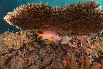 Fish swim at the Tubbataha Reefs national park Philippines
