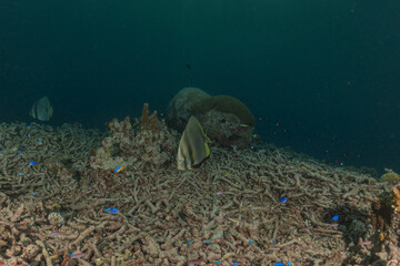 Fish swim at the Tubbataha Reefs national park Philippines
