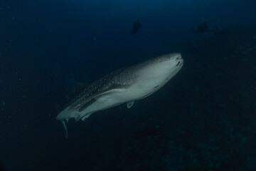 Fototapeta premium Whale shark at the tubbataha reef national park Philippines 