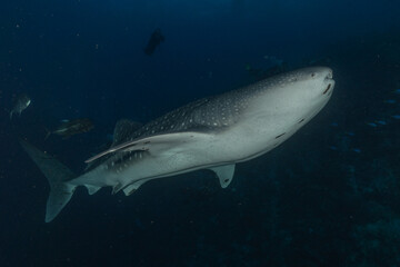 Fototapeta premium Whale shark at the tubbataha reef national park Philippines 