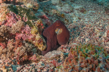 Fototapeta premium Octopus king of camouflage at the Tubbataha Reefs National Park Philippines