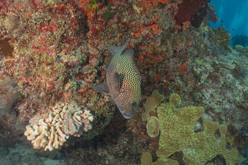 Fish swim at the Tubbataha Reefs national park Philippines
