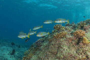 Fish swim at the Tubbataha Reefs national park Philippines
