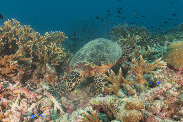Hawksbill sea turtle at the Tubbataha Reefs national park Philippines
