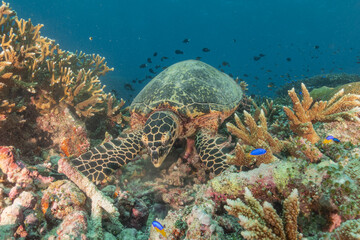 Fototapeta premium Hawksbill sea turtle at the Tubbataha Reefs national park Philippines 
