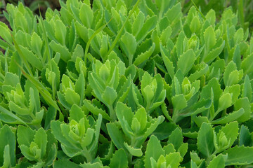 Succulent plant for landscape design in courtyard. Sedum sieboldii. Landscape design.