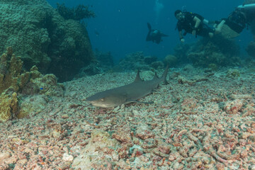 Thresher Shark swimming at the Tubbataha Reefs Philippines
