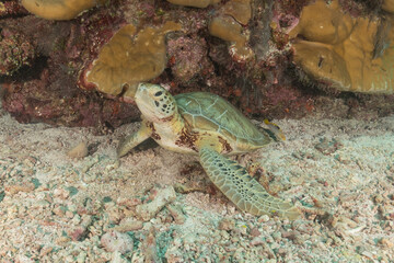 Hawksbill sea turtle at the Tubbataha Reefs national park Philippines
