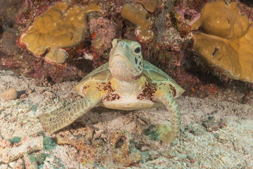 Hawksbill sea turtle at the Tubbataha Reefs national park Philippines
