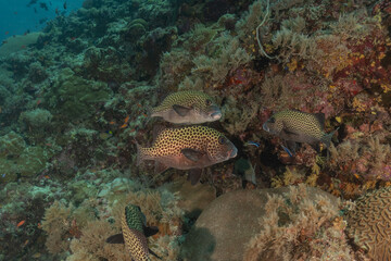 Fish swim at the Tubbataha Reefs national park Philippines
