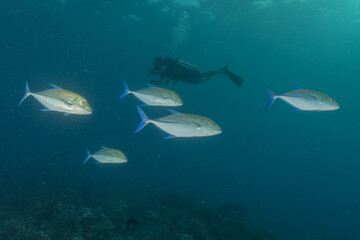 Fish swim at the Tubbataha Reefs national park Philippines
