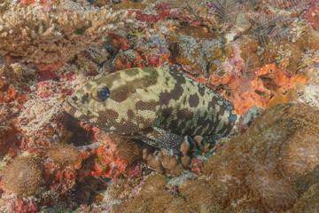Fish swim at the Tubbataha Reefs national park Philippines
