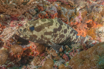 Fish swim at the Tubbataha Reefs national park Philippines
