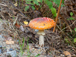 Fly agaric in the Rostock Heath near Hinrichsdorf (Germany)