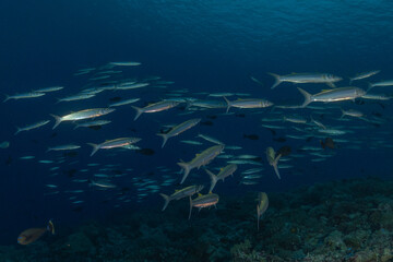 Fish swim at the Tubbataha Reefs national park Philippines
