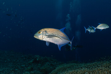 Fish swim at the Tubbataha Reefs national park Philippines
