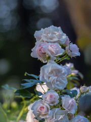 Blütenmonat Juni, im Park und Garten, schöne helle weiße Rosenblüten 